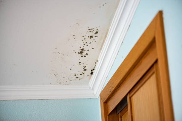Best Professional Mold Removal  in Huron, OH