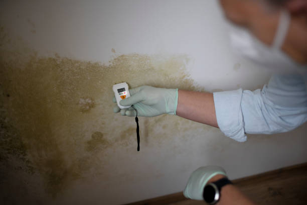 Best Professional Mold Removal  in Huron, OH
