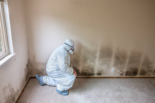 Best Mold Damage Repair  in Huron, OH