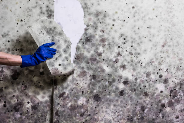 Professional Mold Removal in Huron, OH
